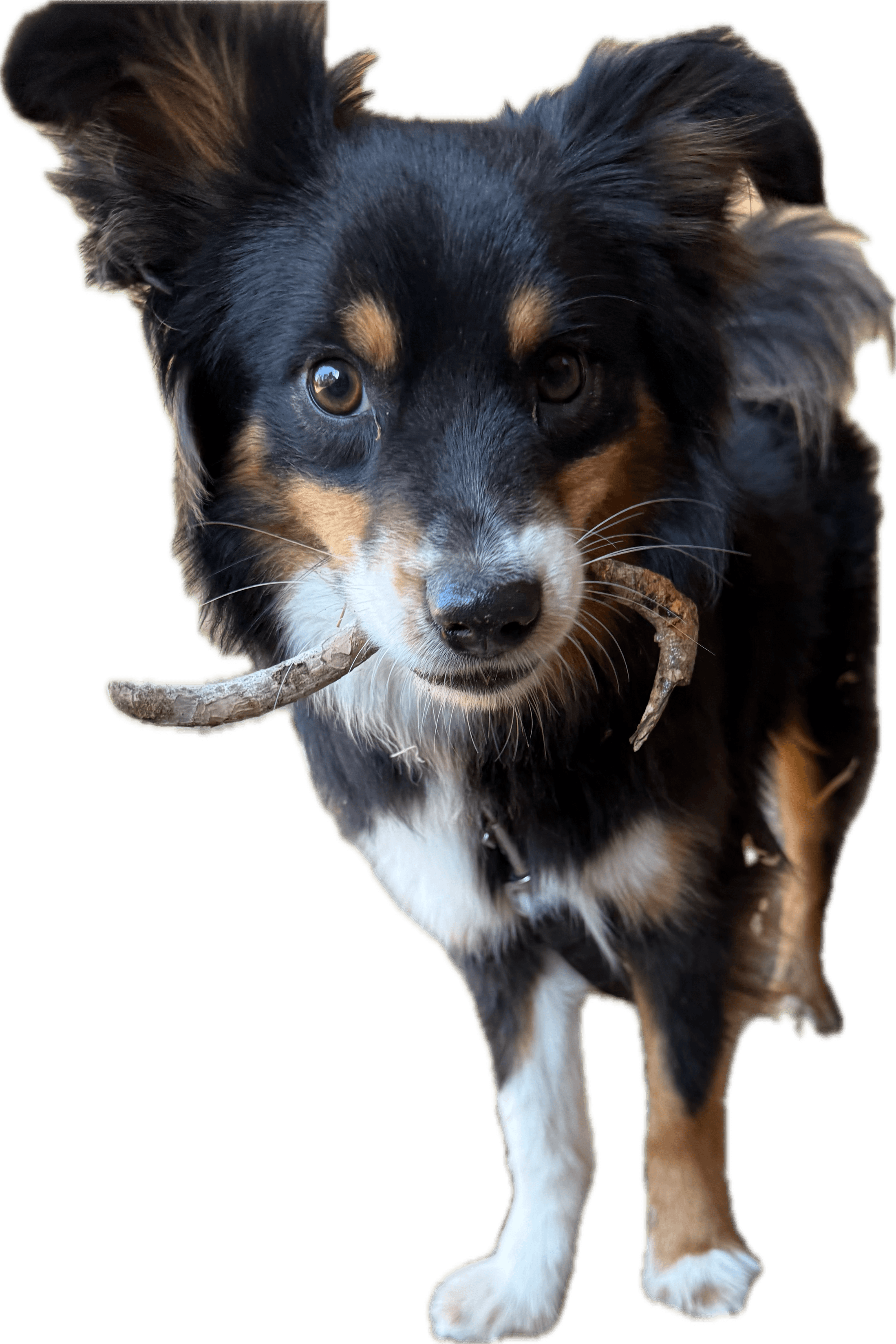 Drogo avec Undy en Balade